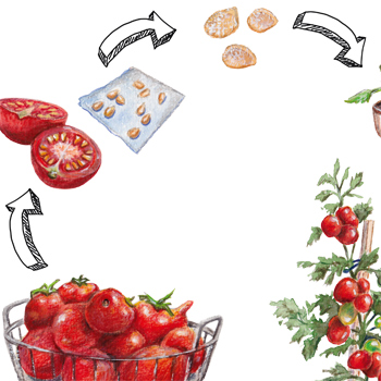 Tomatenkreislauf